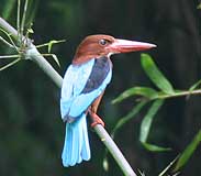 Photograph white throated kingfisher, Subic Bay