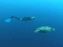 Photograph, Freediving with Turtle, Cebu, Philippines