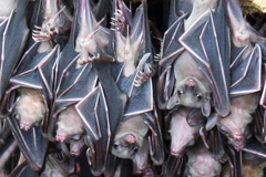 Fruit Bat Emergence Video Monfort Bat Cave Samal Island Philippines