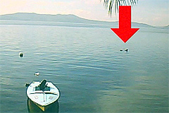 Image: Taal Lake Loch Ness Monster Video