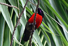 Photograph Exotic Red Breasted Bird Spotted In Cagayan