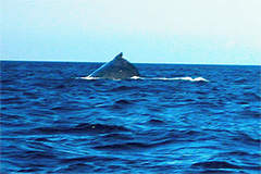 Whale Hunting by Camera whale hunting