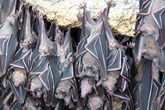 fruit bats roosting