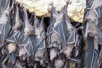Samal fruit bats