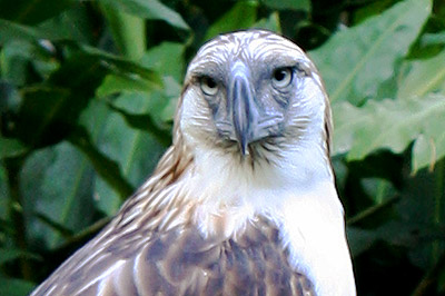 Philippine Eagle 2010