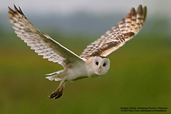 Australasian grass owl