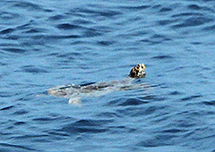 sea turtle Sibale